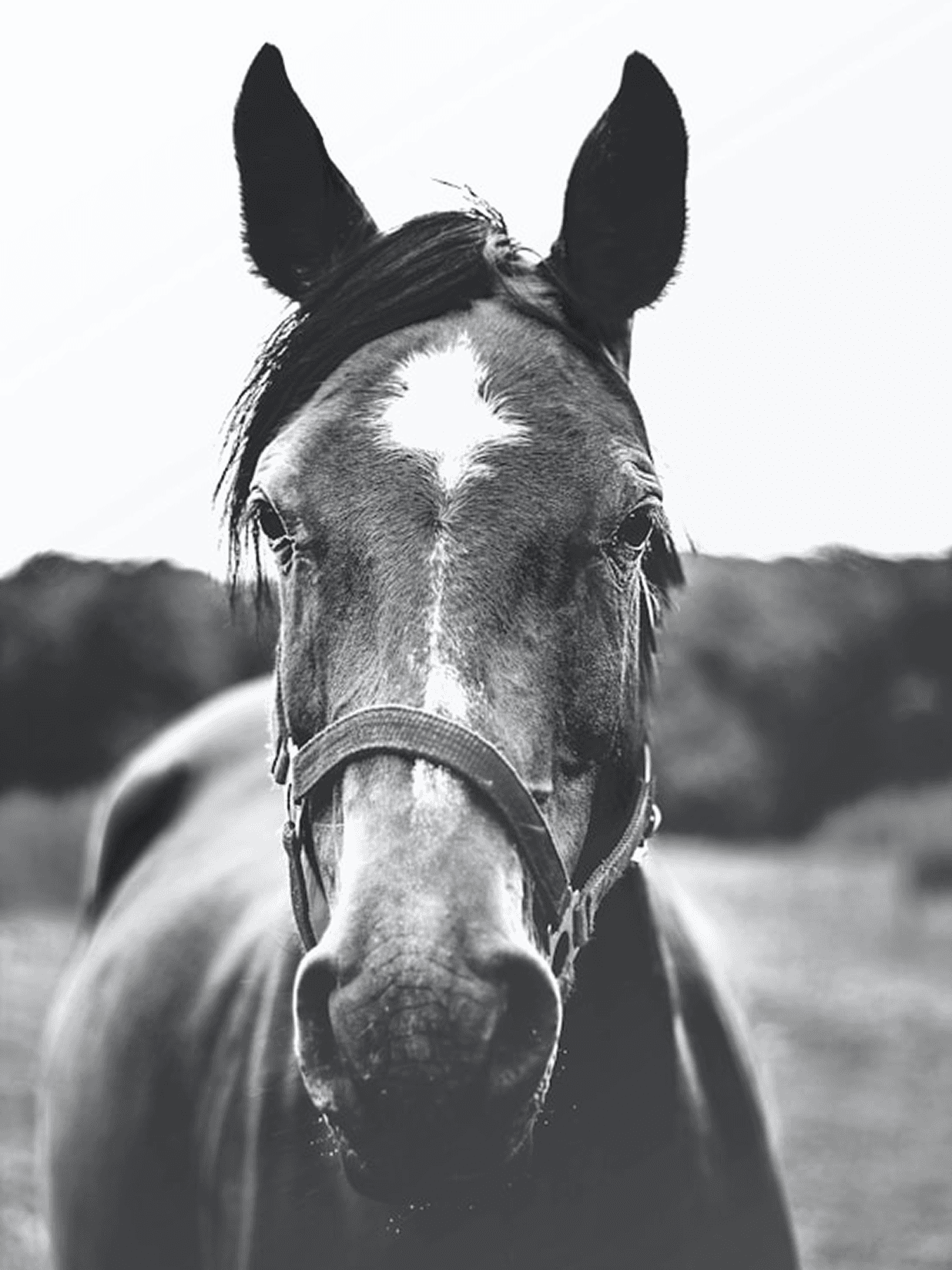 Horse at Ife Grand Resort