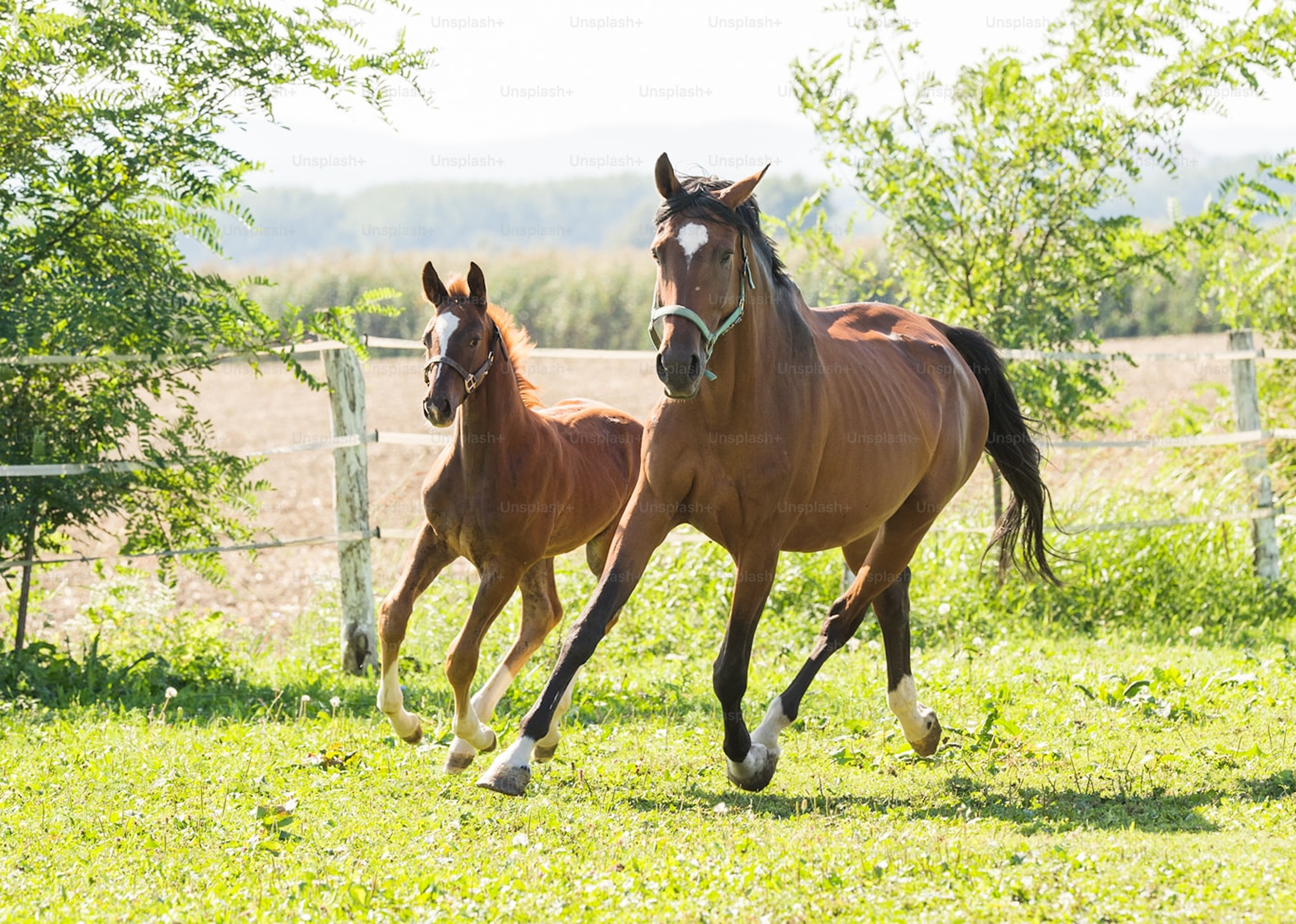 Horses in a sunny paddock